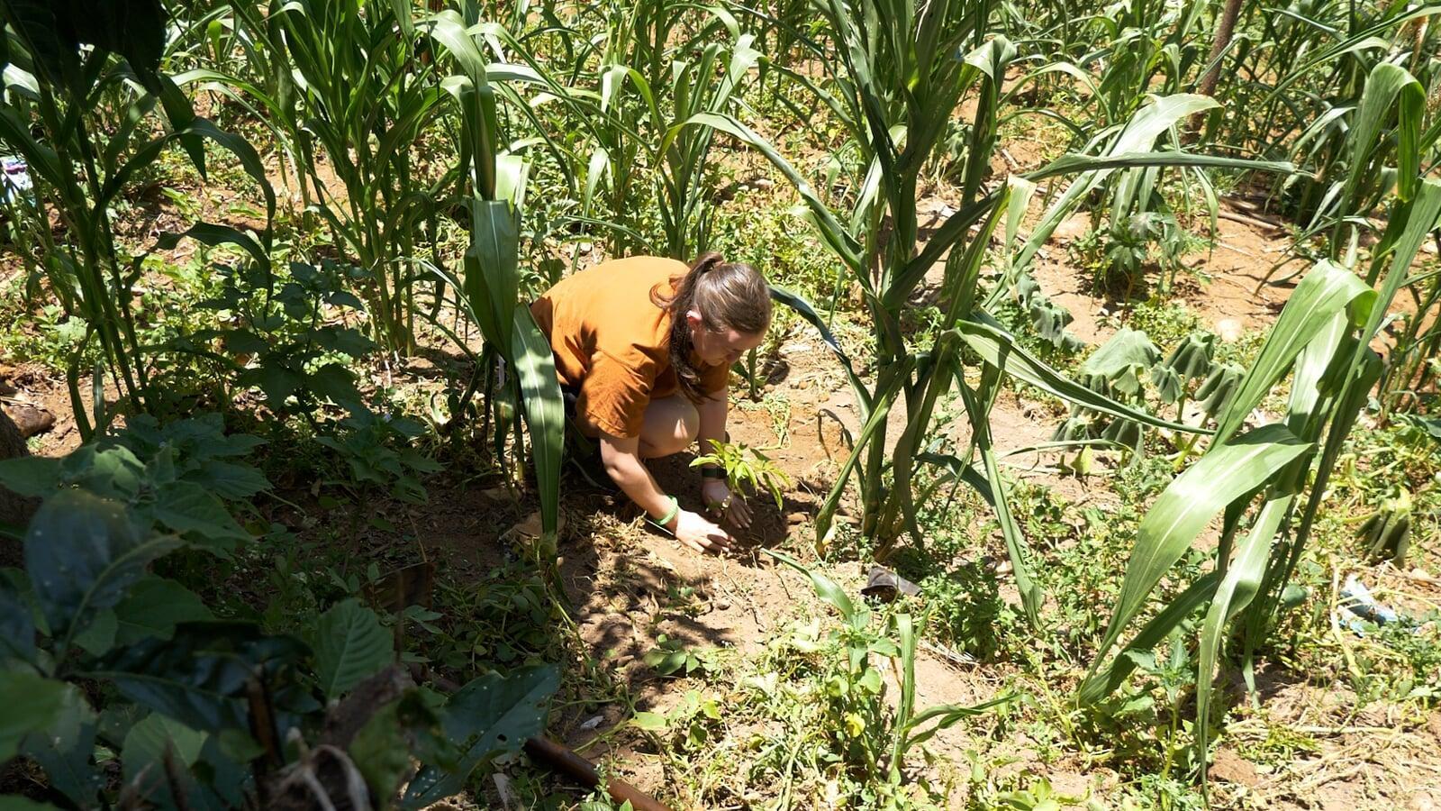 Promoting a Greener Future: The Profound Benefits of Planting Trees in Indonesia